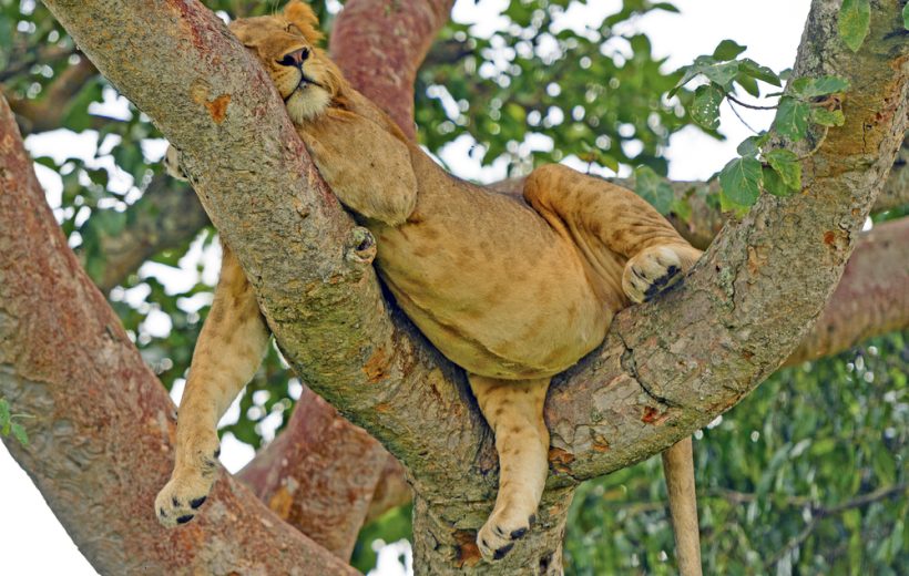 10 Days Best of Uganda Wildlife Safari