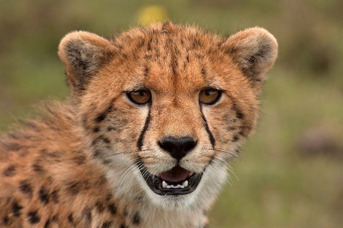 12-Days Mid Range Tanzania Tented Camp Safari