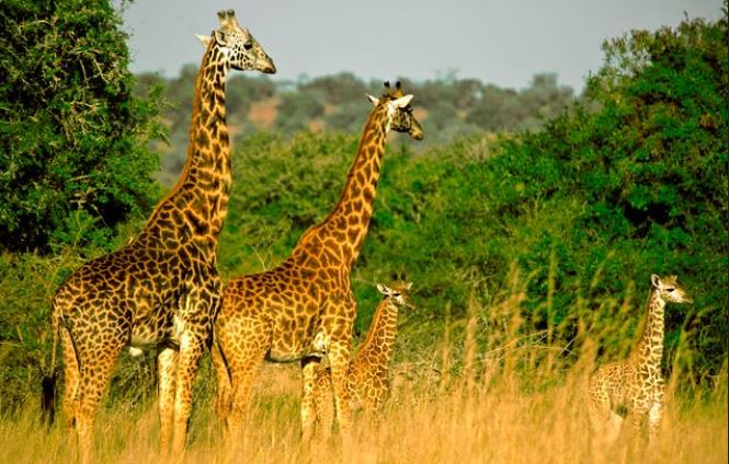 10 Days Mid Range Lodge Rwanda Safari